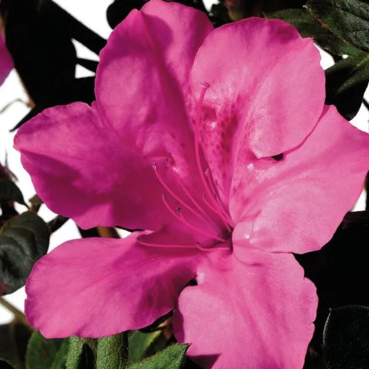 Discount Azalée (Azalea) Encore Sangria