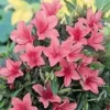 Hot Azalée Japonaise (Azalea Japonica) 20/30 rose. Le pot de 3 litres