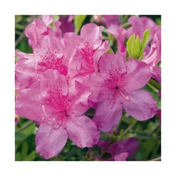 Hot BOTANIC® Azalée japonaise Chelsoni coloris rose. Le pot de 5 litres.