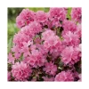Clearance BOTANIC® Azalée japonaise 'Gilbert Mullie' le pot de 5 litres