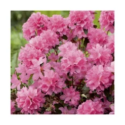 Clearance BOTANIC® Azalée japonaise 'Gilbert Mullie' le pot de 5 litres