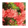 Clearance BOTANIC® Azalée japonaise Sakata red coloris rouge. Le pot de 5 litres.
