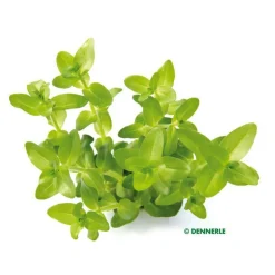 Clearance Bacopa caroliniana émergée