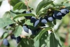 Online BOTANIC® Baie De Mai Altaj Bio. Le pot de 2 litres