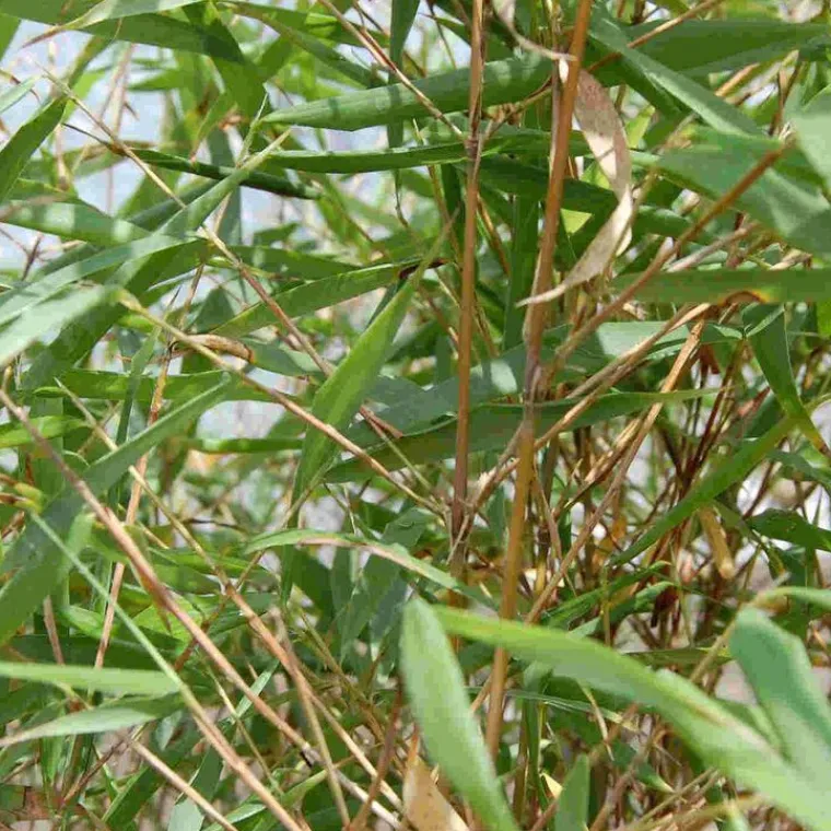 Discount Bambou Fargesia Asian Wonder 5L