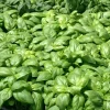 New BOTANIC® Basilic A Grandes Feuilles Genovese Bio. La motte de 4x4 cm