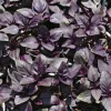 Sale BOTANIC® Basilic Pourpre Bio. Le pot de 1 litre