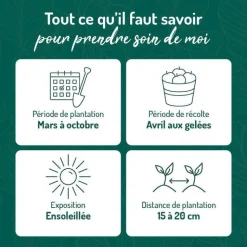 Sale BOTANIC® Basilic Pourpre Bio. Le pot de 1 litre