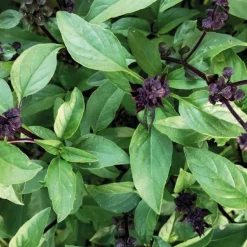 Discount BOTANIC® Basilic Thai Bio. Le pot de 1 litre