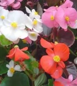 Best Bégonia – Pot de 19 cm