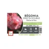 Hot ERNEST TURC Bégonia Erecta Double Bouton de Rose XXL rose clairà bord foncé - bulbes vrac