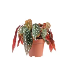 New Bégonia maculata – Pot de 12 cm de diamètre
