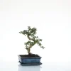 Sale BOTANIC® Bonsaï Carmona avec pot et soucoupe - Taille 3,2
