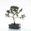 New BOTANIC® Bonsaï Podocarpus avec pot et soucoupe - Taille 3,2