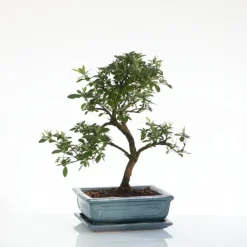 Outlet BOTANIC® Bonsaï Zelkova avec pot et soucoupe - Taille 3,2