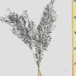 Outlet Bouquet de 4 à 5 branches de ruscus (petit-houx) teinté or et argent pour décoration de Noël