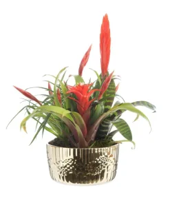 Sale Bromélia coupe cécina - Ø 18 cm