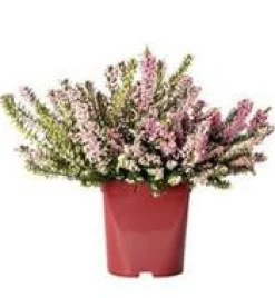 Discount Bruyère en pot de 2 litres