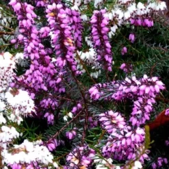 Clearance Bruyère Erica Darleyensis rouge. Le pot de 3 litres