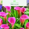 Online BOTANIC® Bulbe de fleurs Arum rose - 1 bulbe