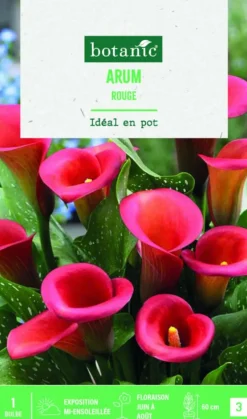 Online BOTANIC® Bulbe de fleurs Arum rouge - 1 bulbe