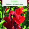 Hot BOTANIC® Bulbe de fleurs Canna Indica The President - 1 bulbe