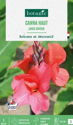 BOTANIC® Bulbe de fleurs Canna Louis Cayeux - 1 bulbe