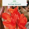 Discount BOTANIC® Bulbe de fleurs Canna nain Corail - 1 bulbe