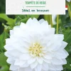 Online BOTANIC® Bulbe de fleurs Dahlia décoratif Tempête de neige bio - 1 bulbe