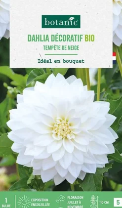 Online BOTANIC® Bulbe de fleurs Dahlia décoratif Tempête de neige bio - 1 bulbe