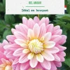 BOTANIC® Bulbe de fleurs Dahlia décoratif Bel Amour bio - 1 bulbe