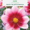 Hot BOTANIC® Bulbe de fleurs Dahlia nain simple Héroïne bio - 1 bulbe