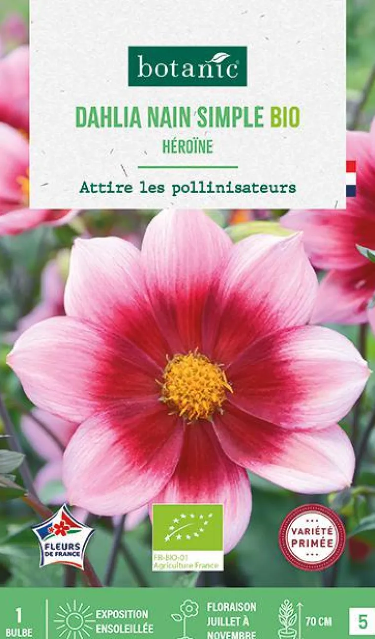 Hot BOTANIC® Bulbe de fleurs Dahlia nain simple Héroïne bio - 1 bulbe