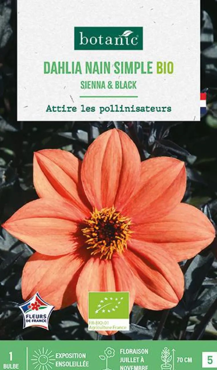 Hot BOTANIC® Bulbe de fleurs Dahlia nain simple Sienna & Black bio - 1 bulbe