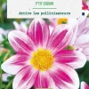New BOTANIC® Bulbe de fleurs Dahlia nain simple Ptit coquin bio - 1 bulbe