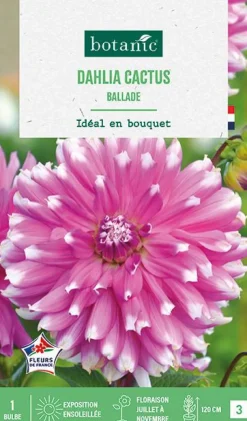 Online BOTANIC® Bulbe de fleurs Dalhia cactus Ballade - 1 bulbe