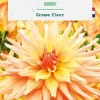 Discount BOTANIC® Bulbe de fleurs Dalhia cactus Aurore - 1 bulbe