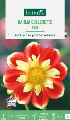 BOTANIC® Bulbe de fleurs Dalhia collerette Pooh - 1 bulbe