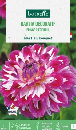 Sale BOTANIC® Bulbe de fleurs Dalhia décoratif Prince d’Eckmuhl - 1 bulbe