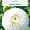 Sale BOTANIC® Bulbe de fleurs Dalhia pompon Villa Blanca - 1 bulbe