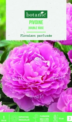 Discount BOTANIC® Bulbe de fleurs Pivoine Lactiflora double rose – 1 bulbe