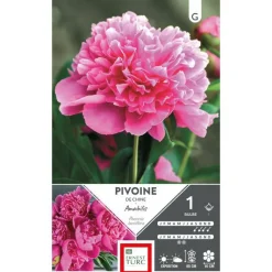 Clearance ERNEST TURC Bulbe de Pivoine herbacée Amabilis rose