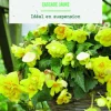 Outlet BOTANIC® Bulbes de fleurs Bégonia Cascade jaune - 3 bulbes