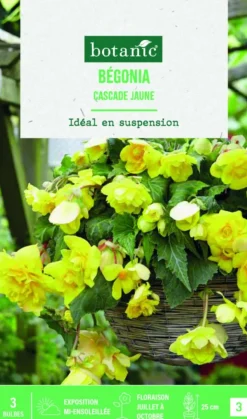 Outlet BOTANIC® Bulbes de fleurs Bégonia Cascade jaune - 3 bulbes