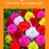 Sale BOTANIC® Bulbes de fleurs Bégonia double en mélange – 3 bulbes