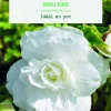Hot BOTANIC® Bulbes de fleurs Bégonia double blanc - 3 bulbes
