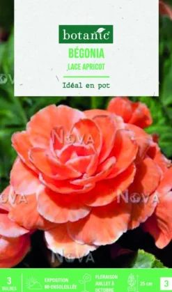 Online BOTANIC® Bulbes de fleurs Bégonia Picotée Lace Apricot - 3 bulbes