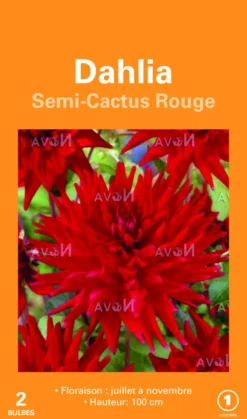 Sale BOTANIC® Bulbes de fleurs Dahlia Cactus rouge – 2 bulbes