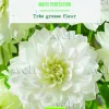 BOTANIC® Bulbes de fleurs Dahlia décoratif White Perfection bio - 2 bulbes