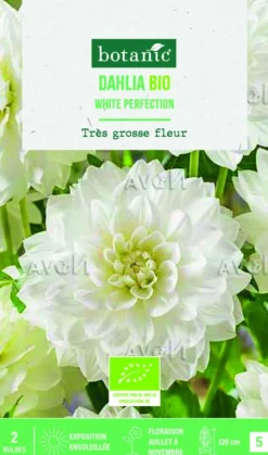 BOTANIC® Bulbes de fleurs Dahlia décoratif White Perfection bio - 2 bulbes